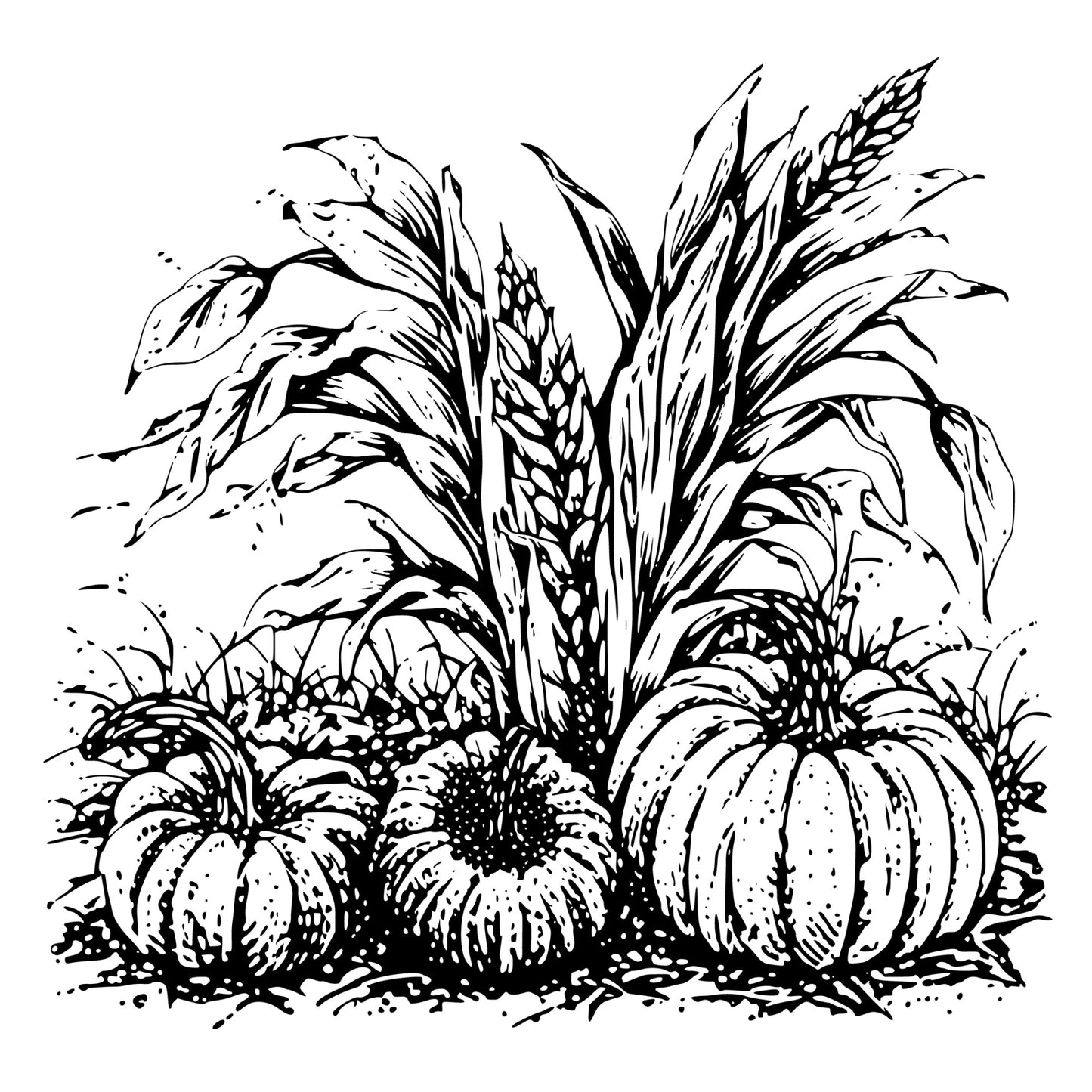 Black and white illustration of pumpkins and corn stalks.