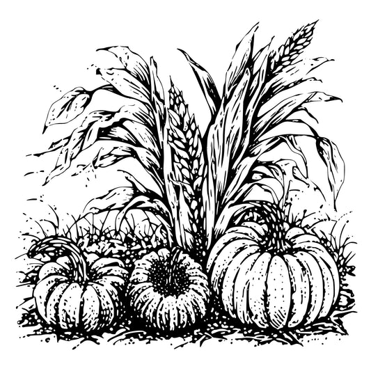 Black and white illustration of pumpkins and corn stalks.