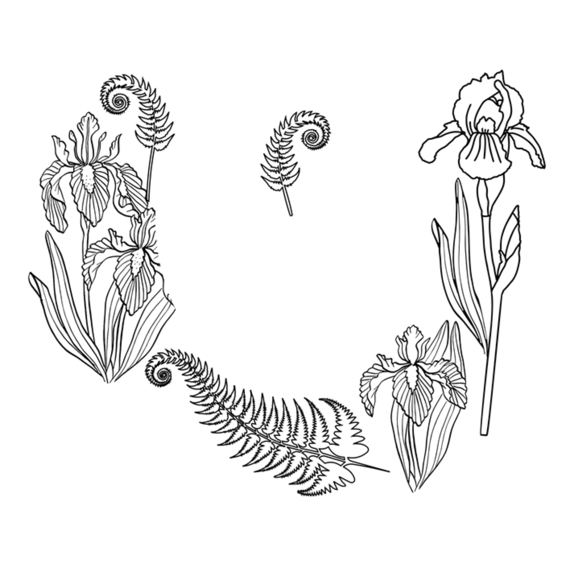 Black line art of iris plants and flowers on a white background
