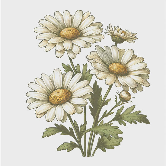 Daisies bouquet digital design product video